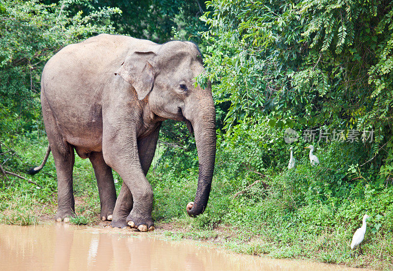 亚洲象;Yala NP，斯里兰卡